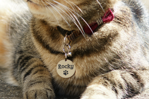 Cat name tag online collar