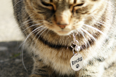 Cat name outlet tag collar